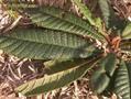 Pouteria bullata